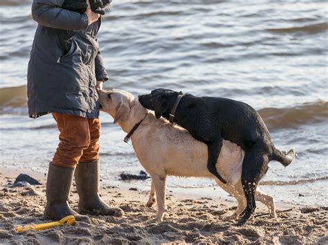 sex porno mit hund|Sex mit Tieren: Geschlechtsverkehr mit Hund, Pferd & Co.